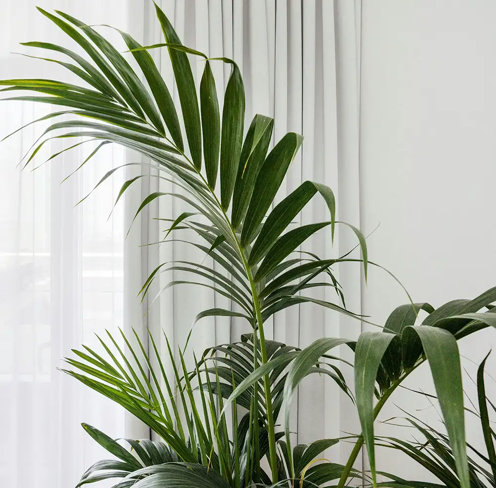 Praxishintergrund mit Palme